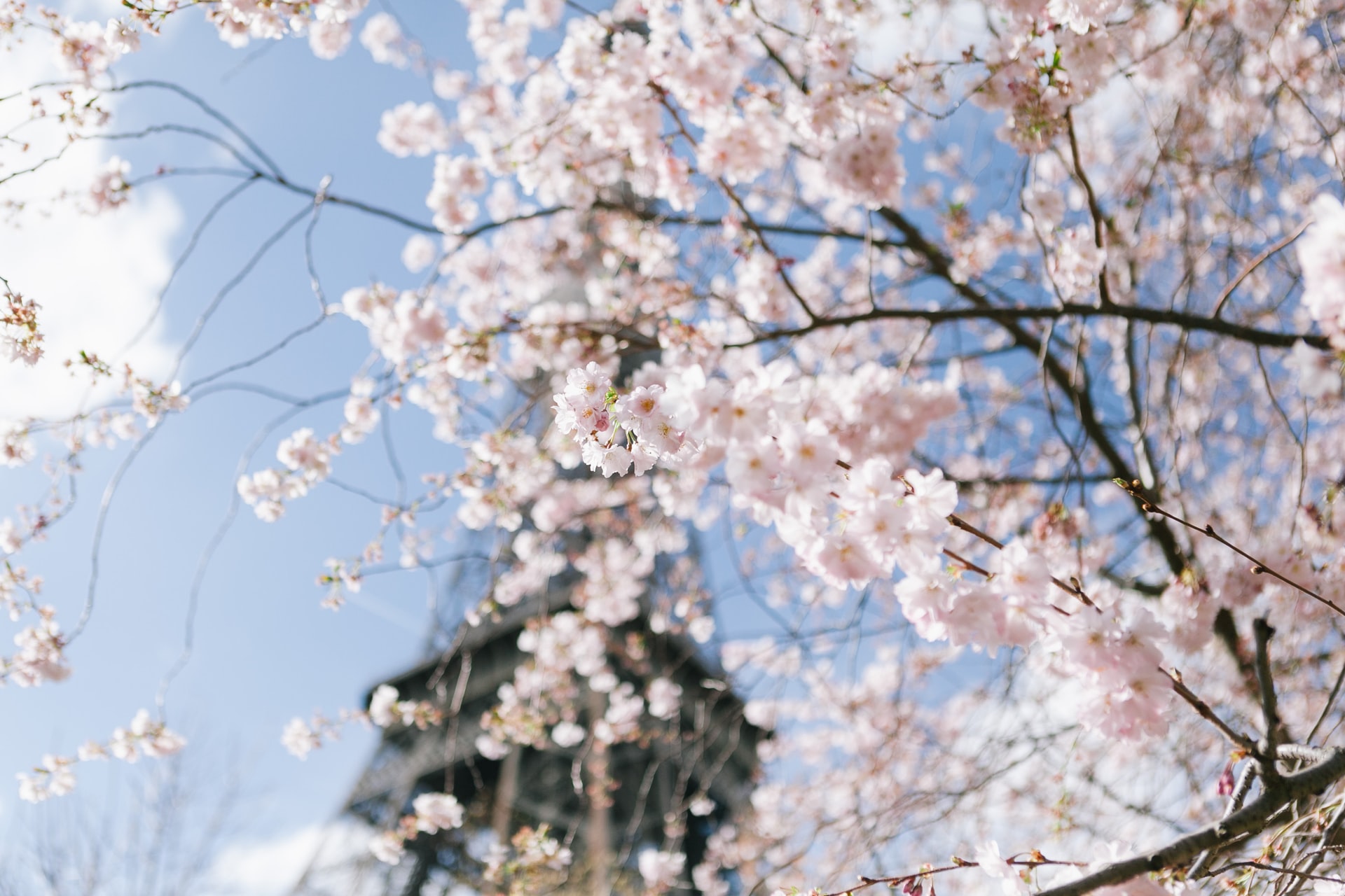 Cherry blossoms at the Eiffel Tower