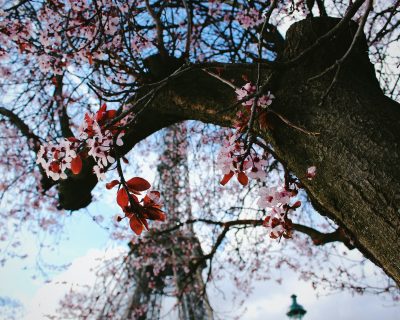 Best Time to Visit the Eiffel Tower Seasons and Holidays