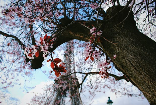 Best Time to Visit the Eiffel Tower Seasons and Holidays