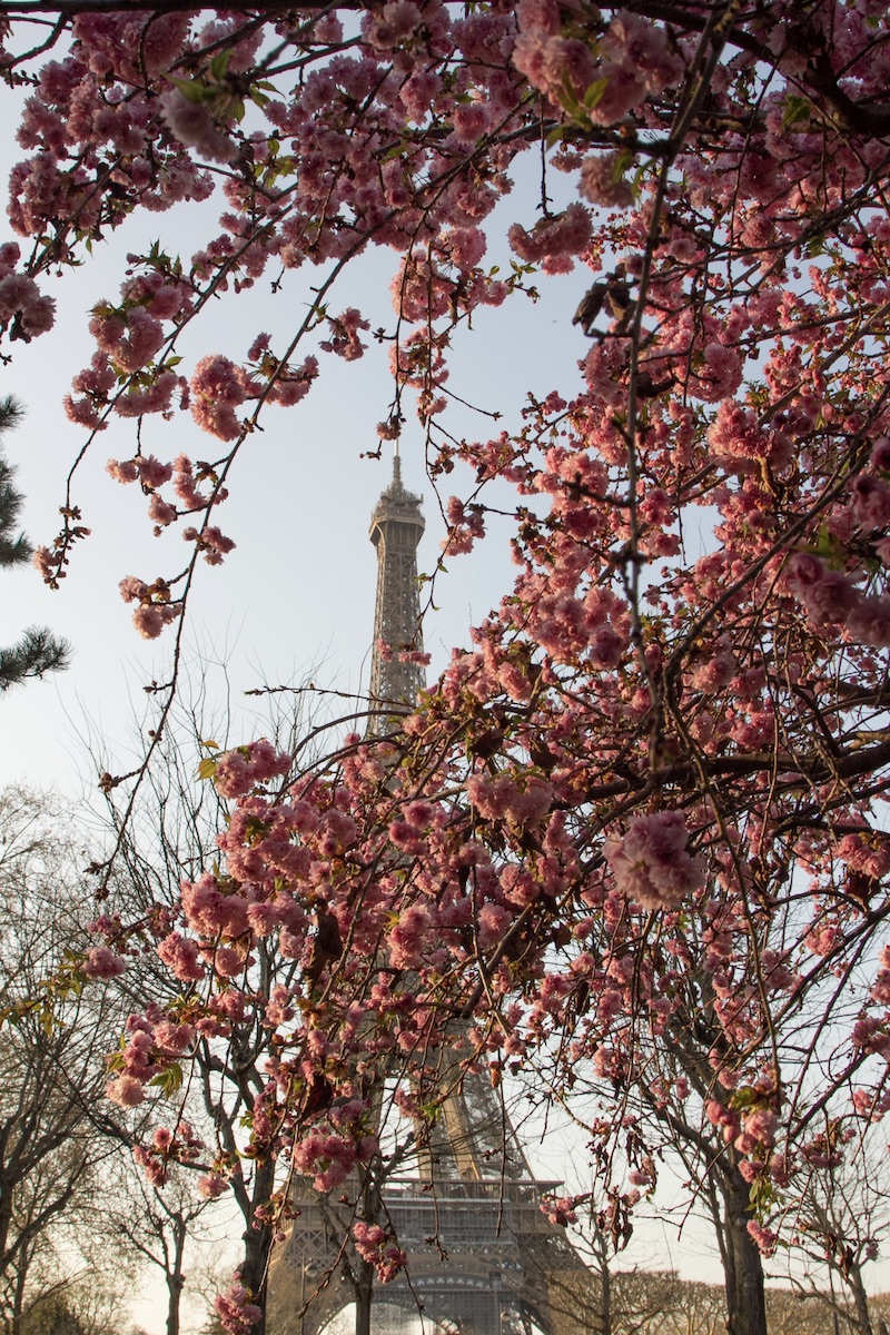 Eiffel Tower and cherry blossom