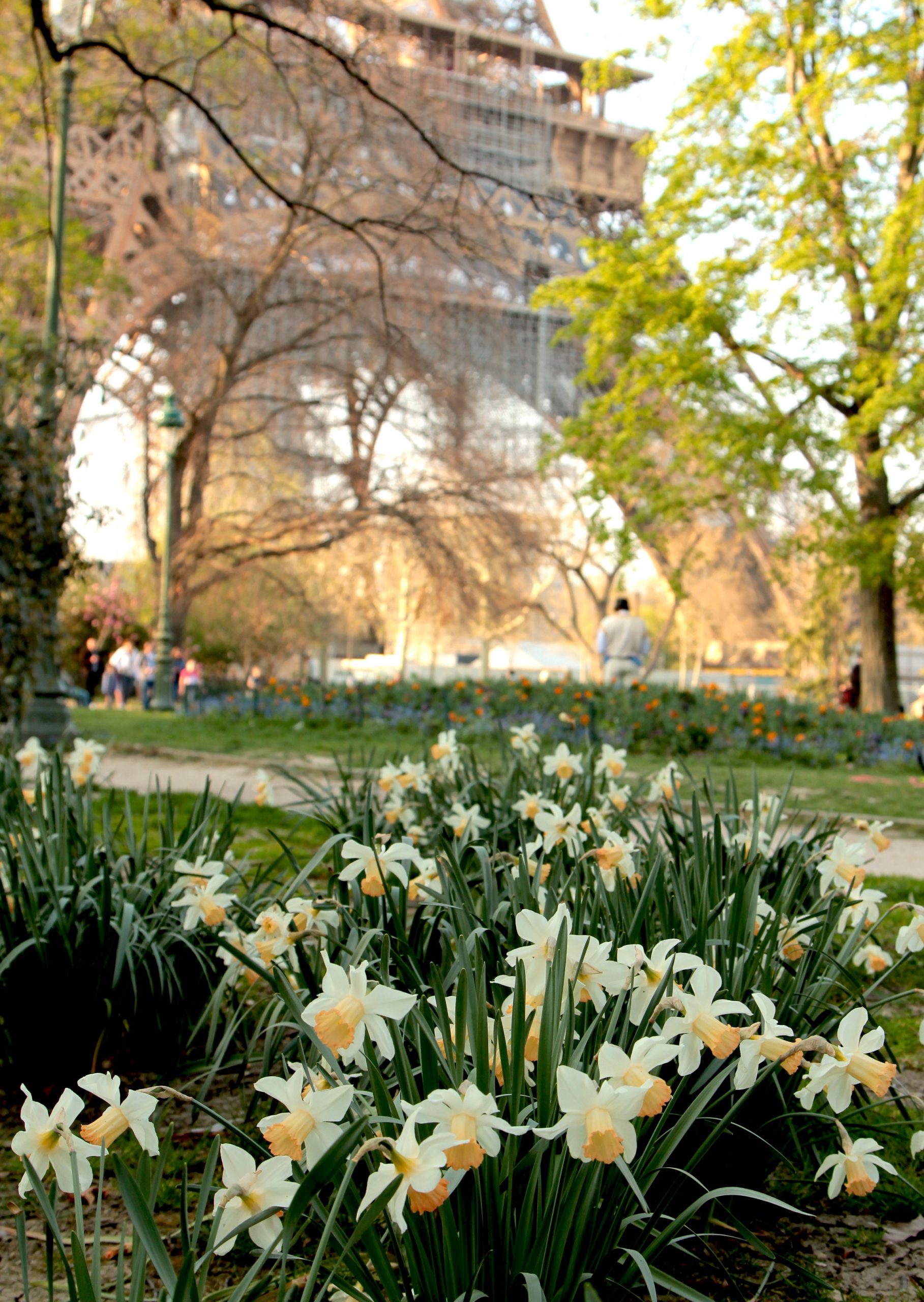 Eiffel Tower and daffodils