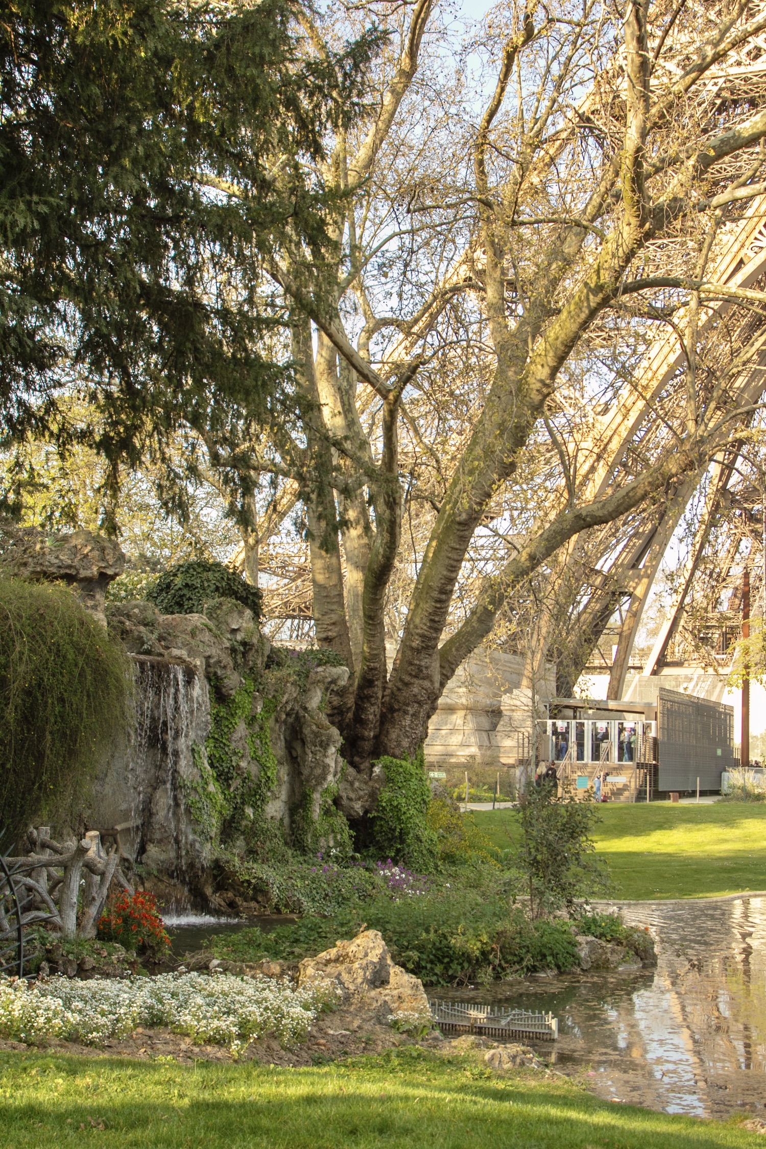 Waterfall and 200 year old plane tree